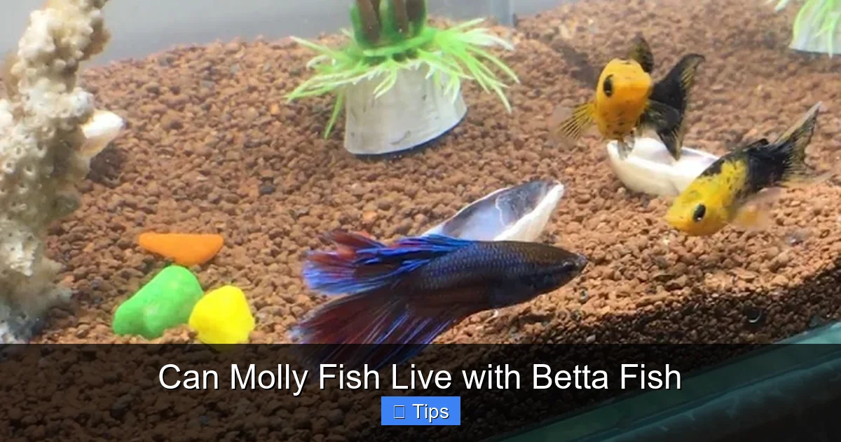 Can Molly Fish Live with Betta Fish