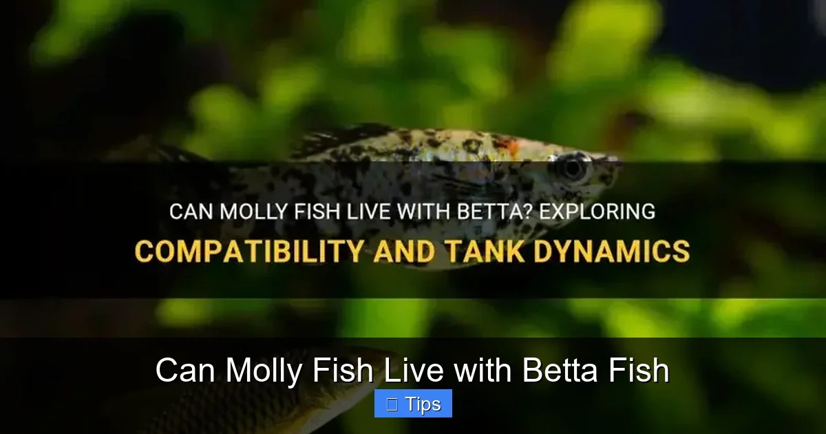 Can Molly Fish Live with Betta Fish