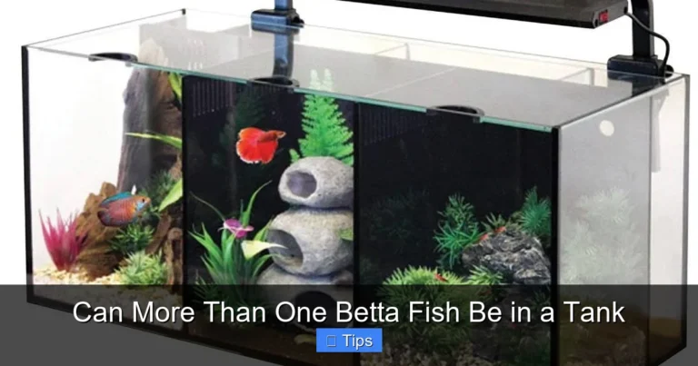 Can More Than One Betta Fish Be in a Tank