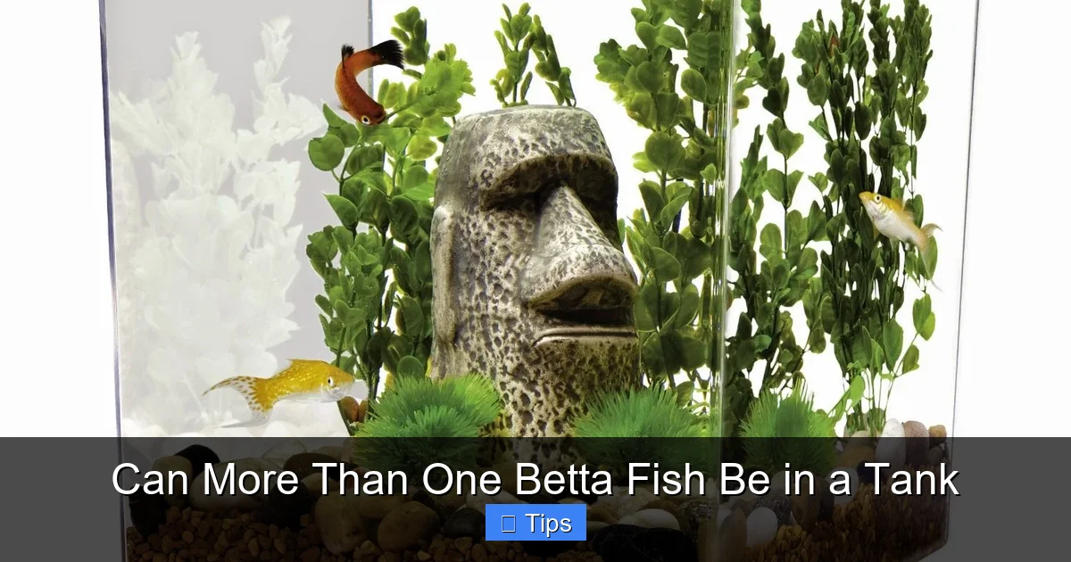 Can More Than One Betta Fish Be in a Tank