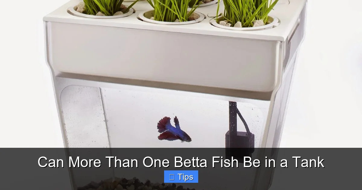 Can More Than One Betta Fish Be in a Tank