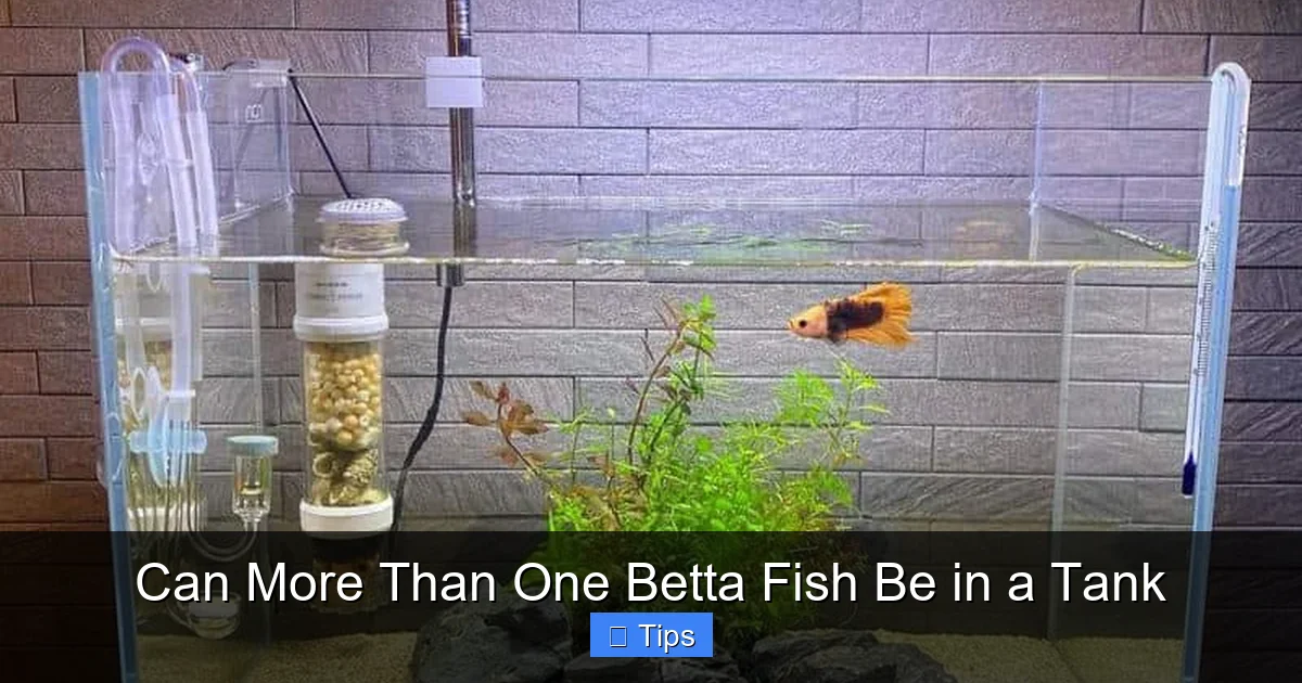 Can More Than One Betta Fish Be in a Tank