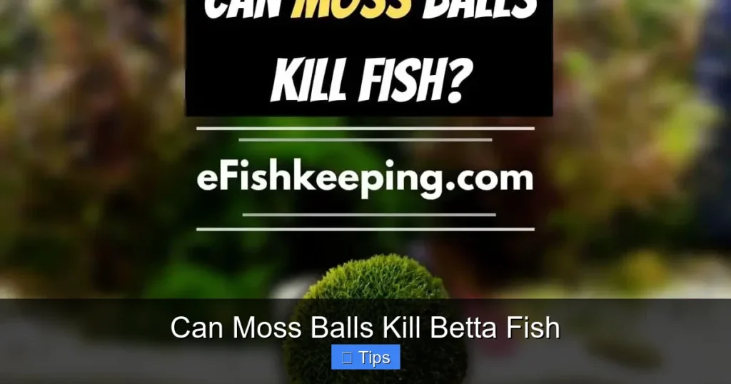 Can Moss Balls Kill Betta Fish