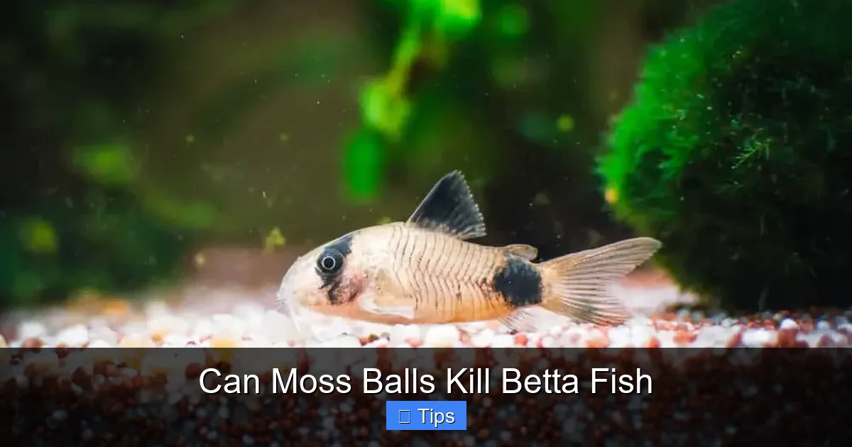 Can Moss Balls Kill Betta Fish