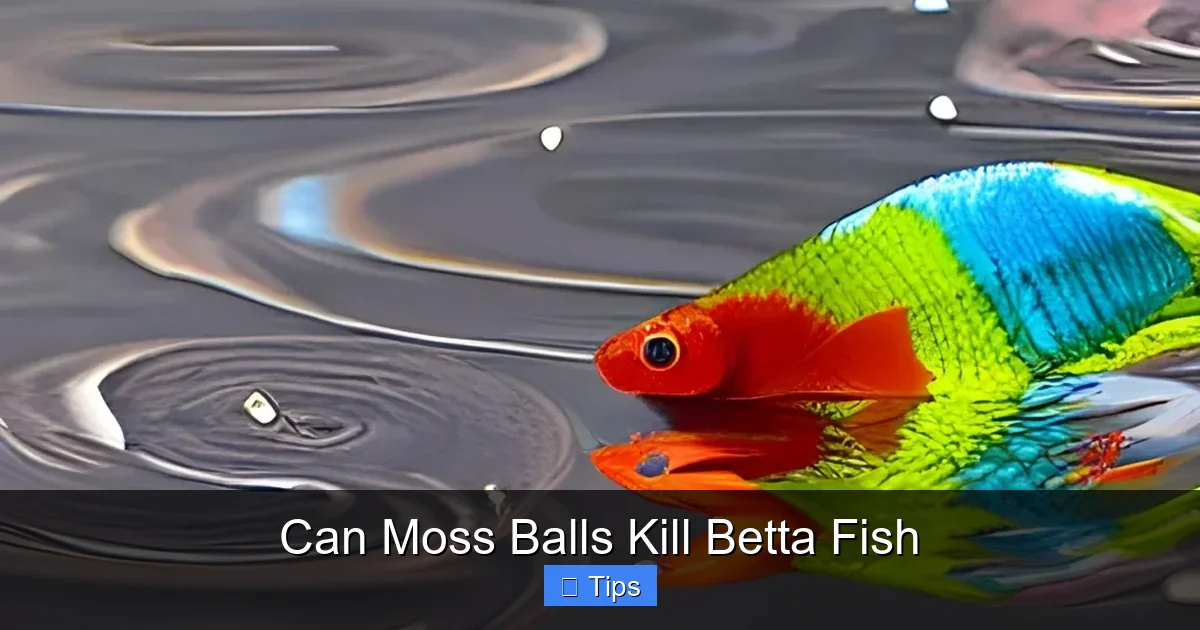 Can Moss Balls Kill Betta Fish