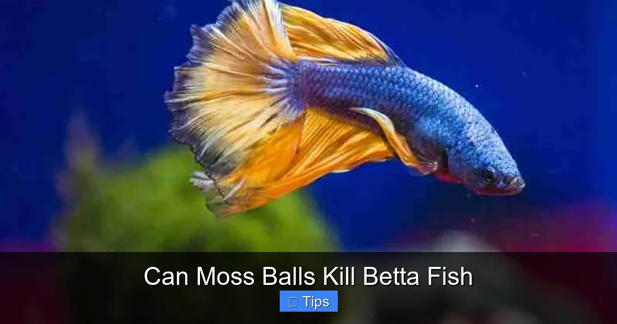 Can Moss Balls Kill Betta Fish