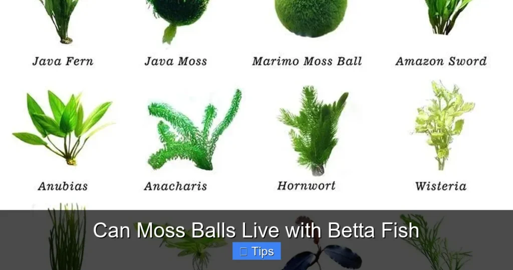Can Moss Balls Live with Betta Fish