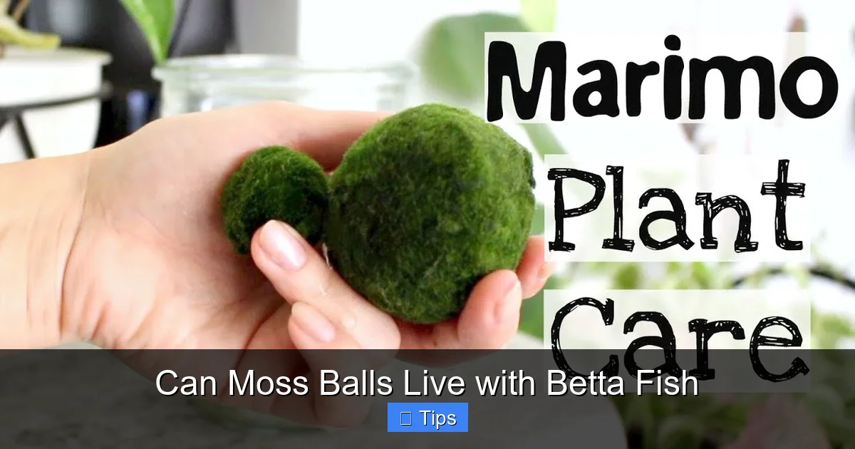 Can Moss Balls Live with Betta Fish