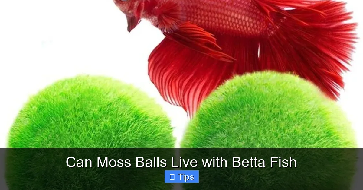 Can Moss Balls Live with Betta Fish