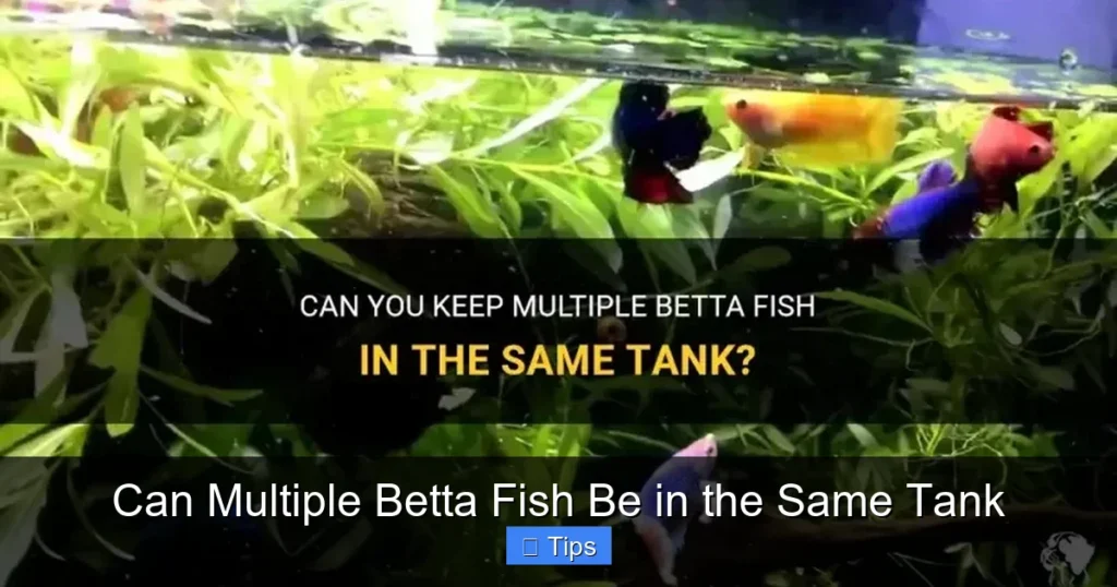 Can Multiple Betta Fish Be in the Same Tank