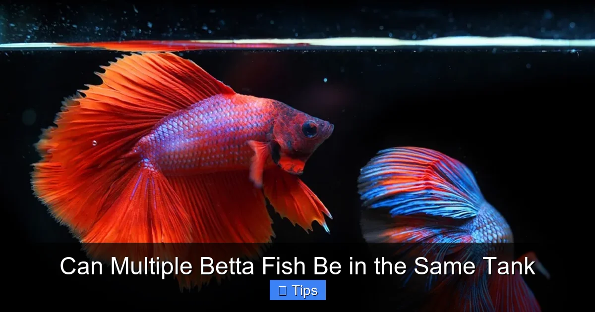 Can Multiple Betta Fish Be in the Same Tank