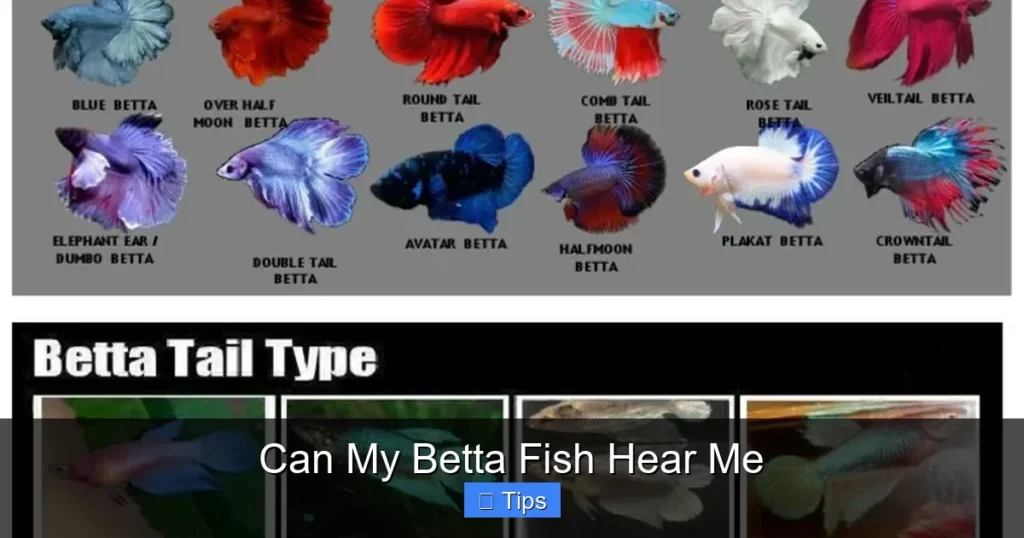 Can My Betta Fish Hear Me