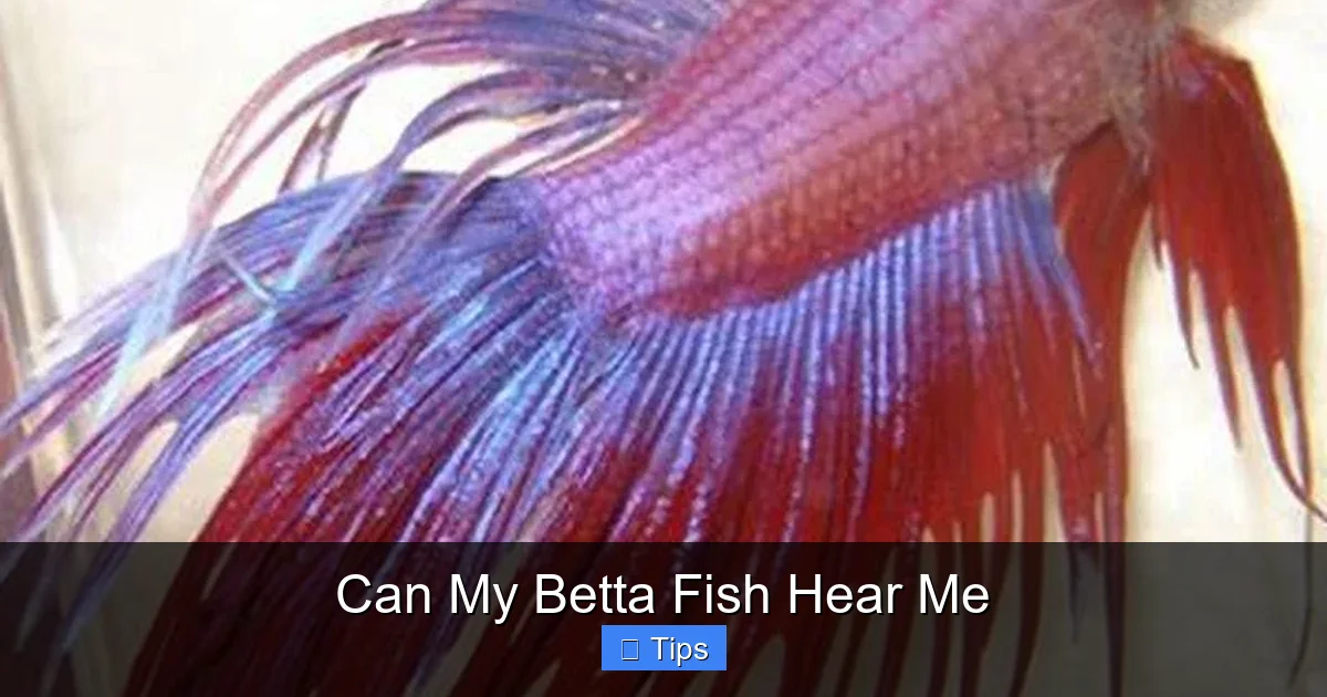 Can My Betta Fish Hear Me