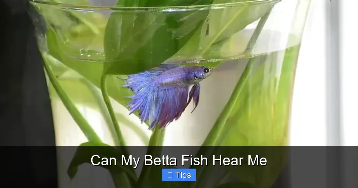 Can My Betta Fish Hear Me