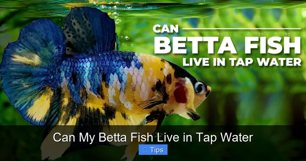 Can My Betta Fish Live in Tap Water