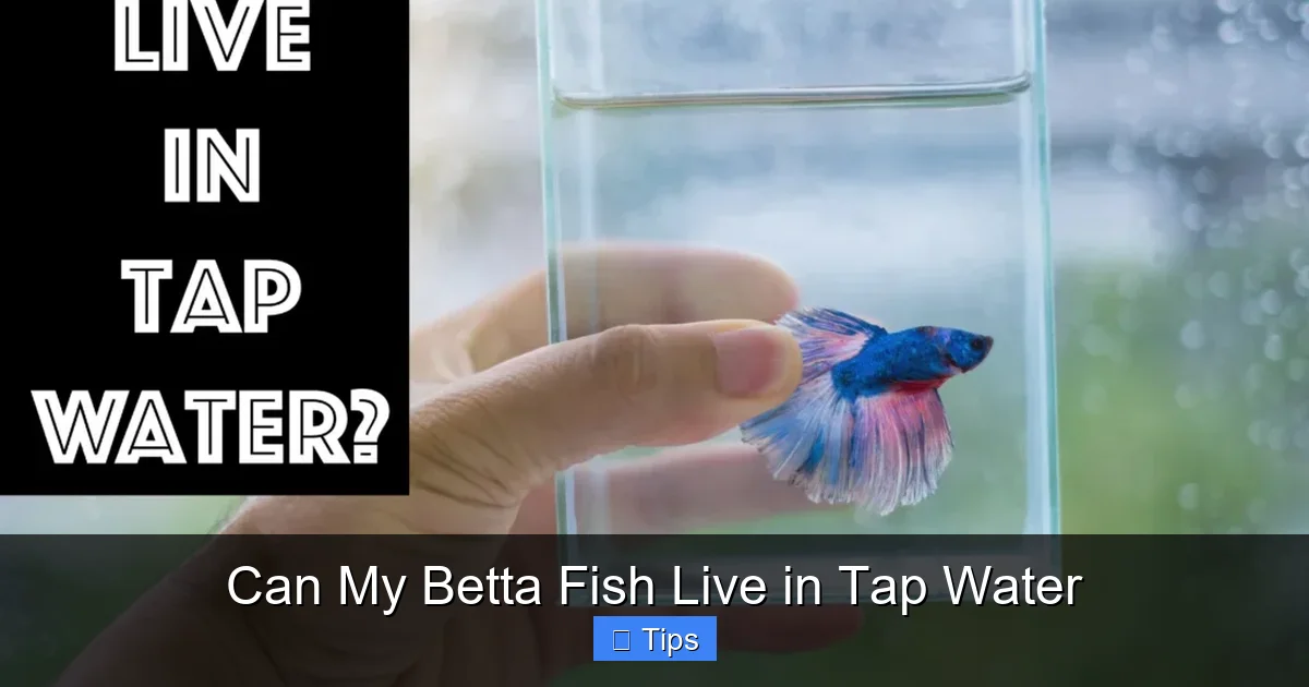 Can My Betta Fish Live in Tap Water