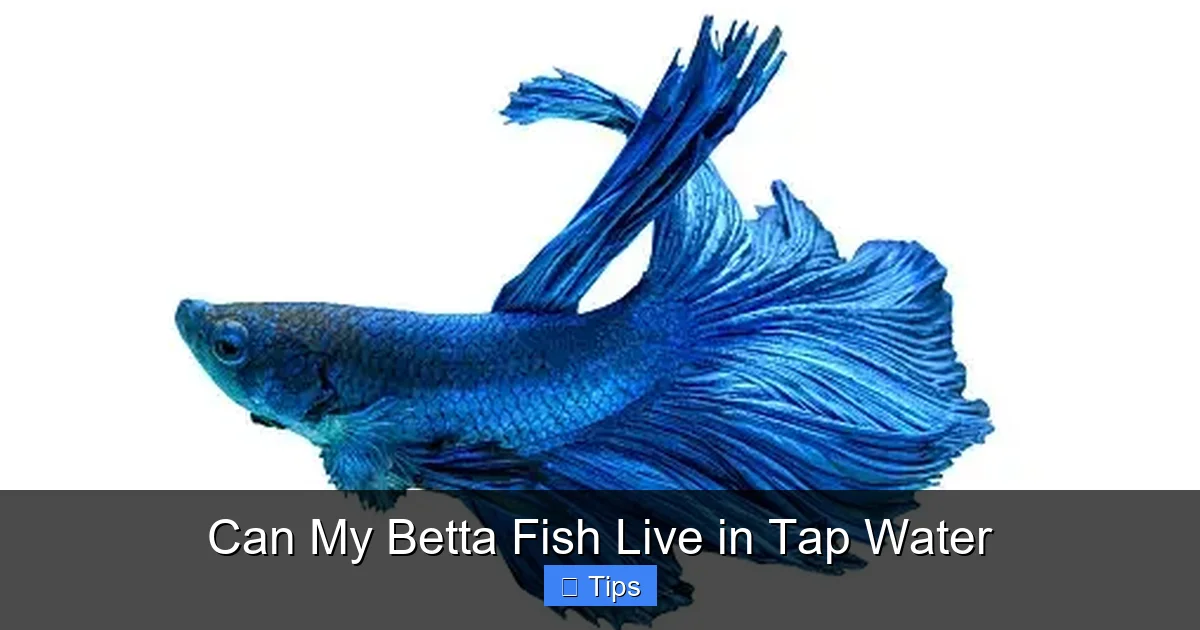 Can My Betta Fish Live in Tap Water