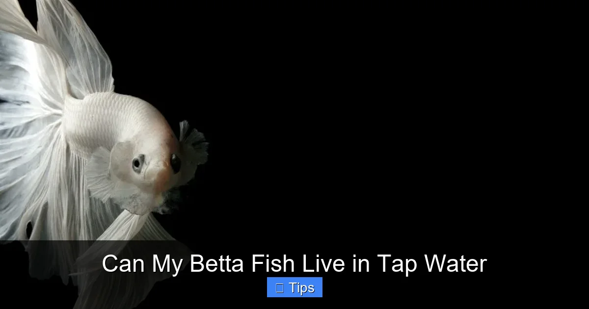 Can My Betta Fish Live in Tap Water