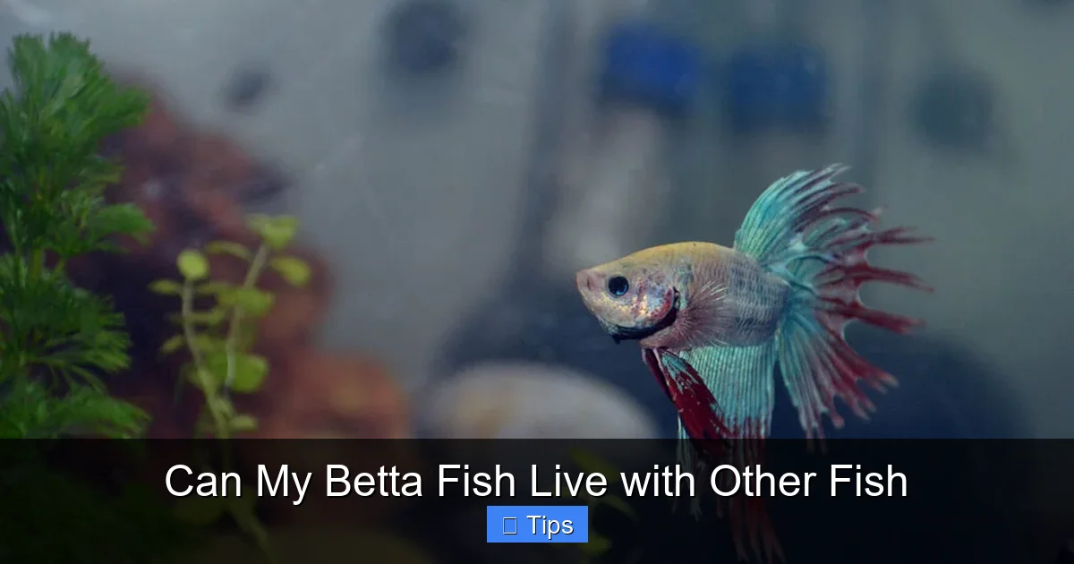 Can My Betta Fish Live with Other Fish