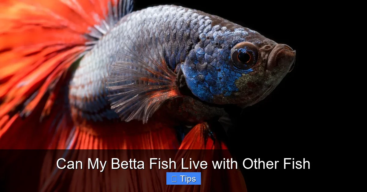 Can My Betta Fish Live with Other Fish
