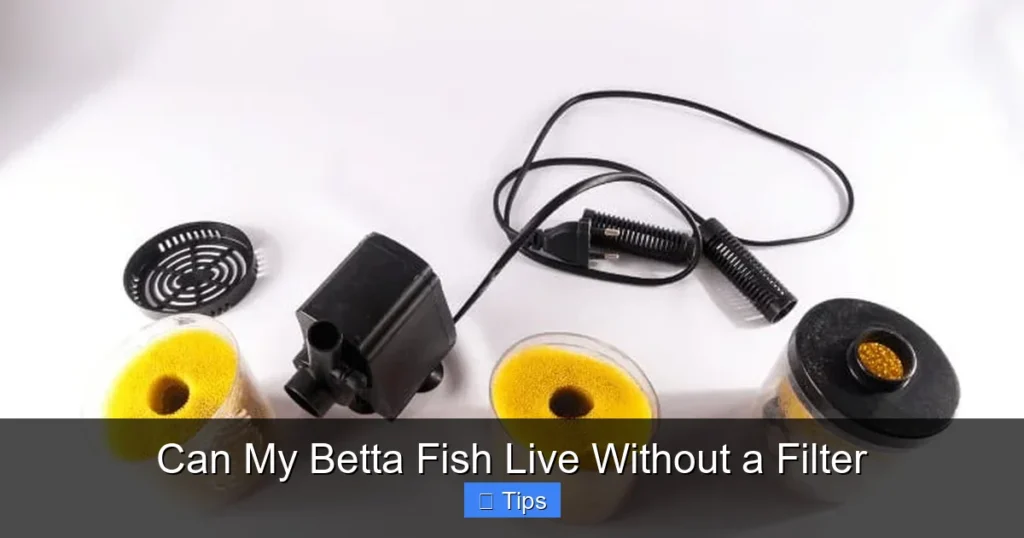 Can My Betta Fish Live Without a Filter