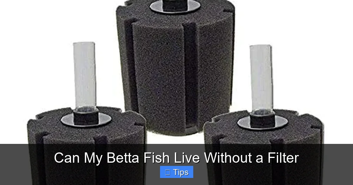 Can My Betta Fish Live Without a Filter