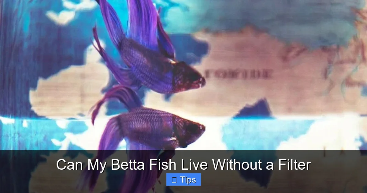 Can My Betta Fish Live Without a Filter