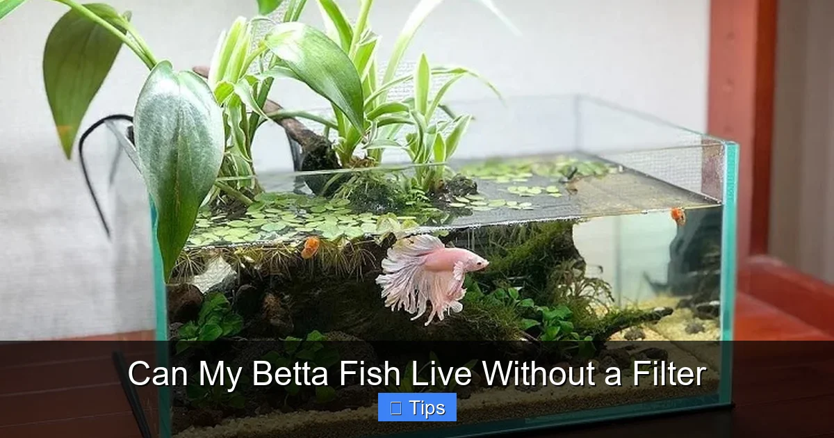 Can My Betta Fish Live Without a Filter