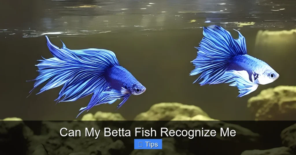 Can My Betta Fish Recognize Me