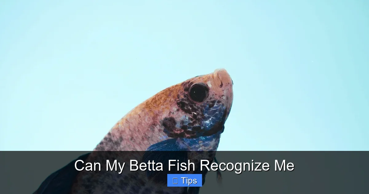 Can My Betta Fish Recognize Me