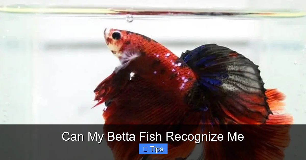 Can My Betta Fish Recognize Me
