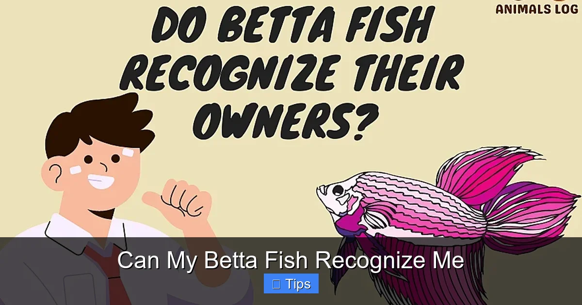 Can My Betta Fish Recognize Me