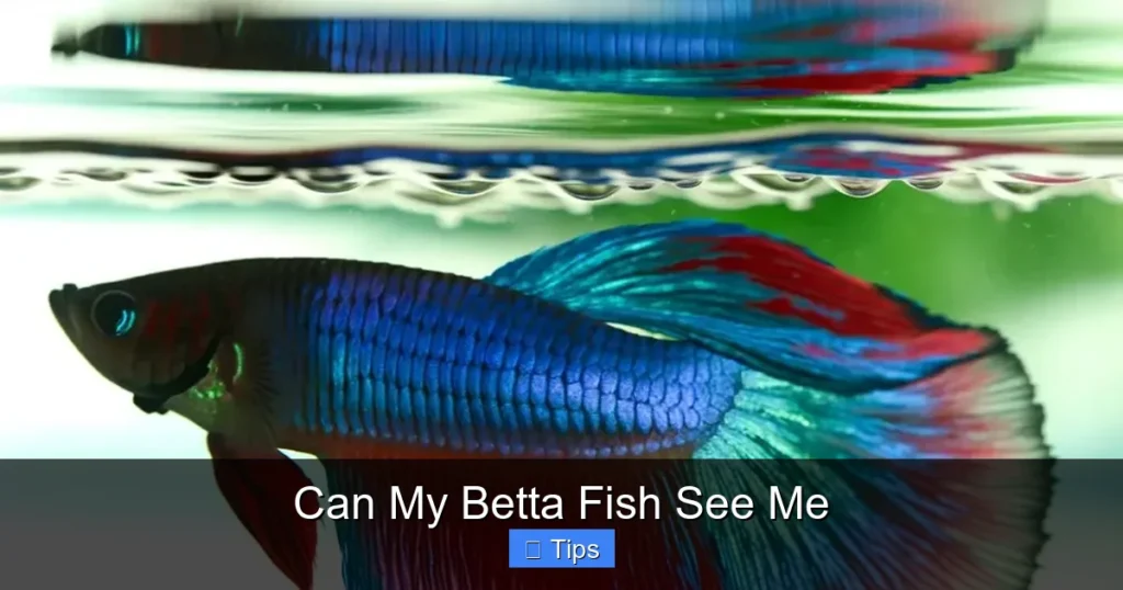 Can My Betta Fish See Me