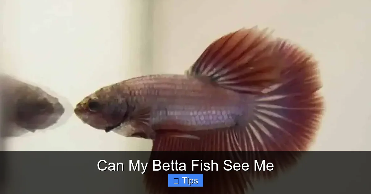 Can My Betta Fish See Me