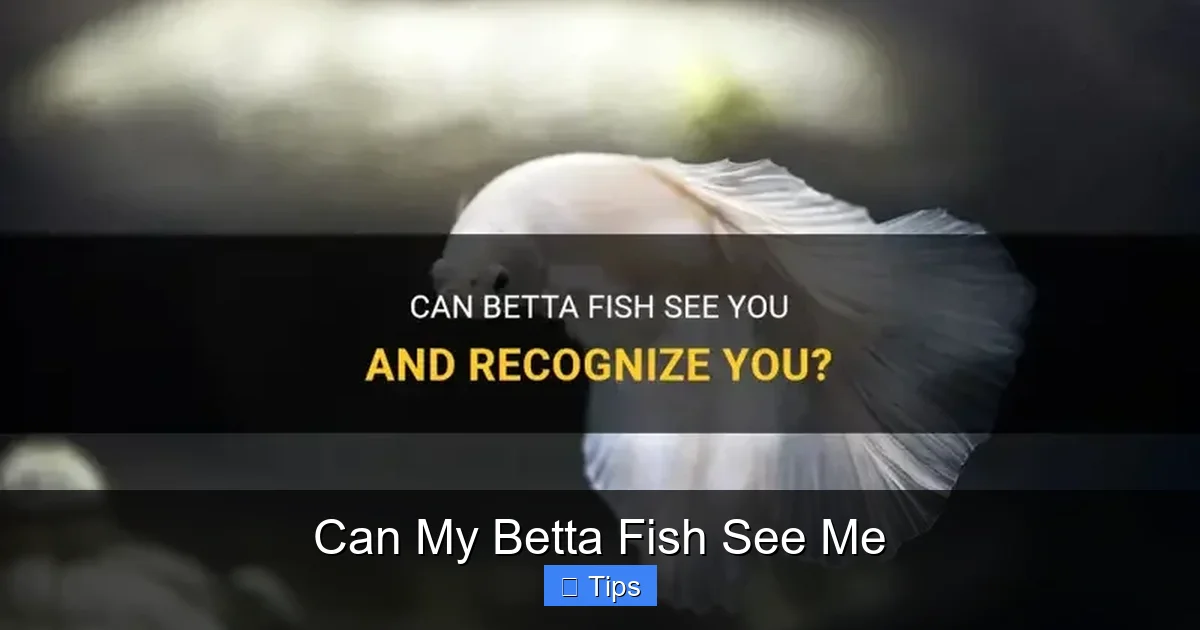 Can My Betta Fish See Me