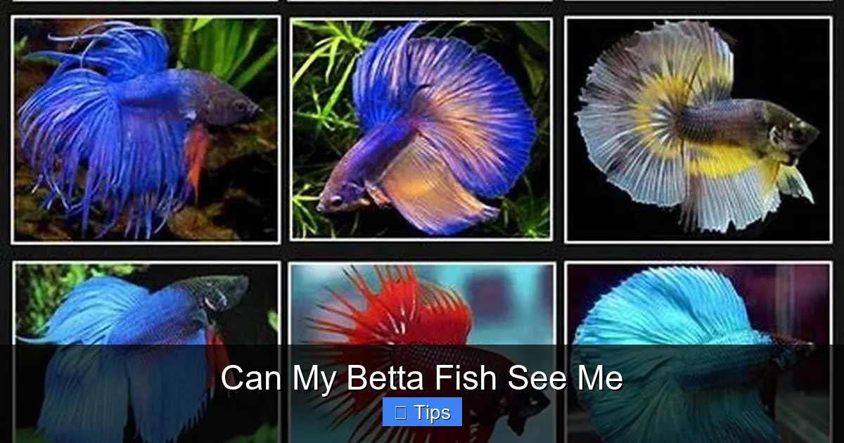 Can My Betta Fish See Me