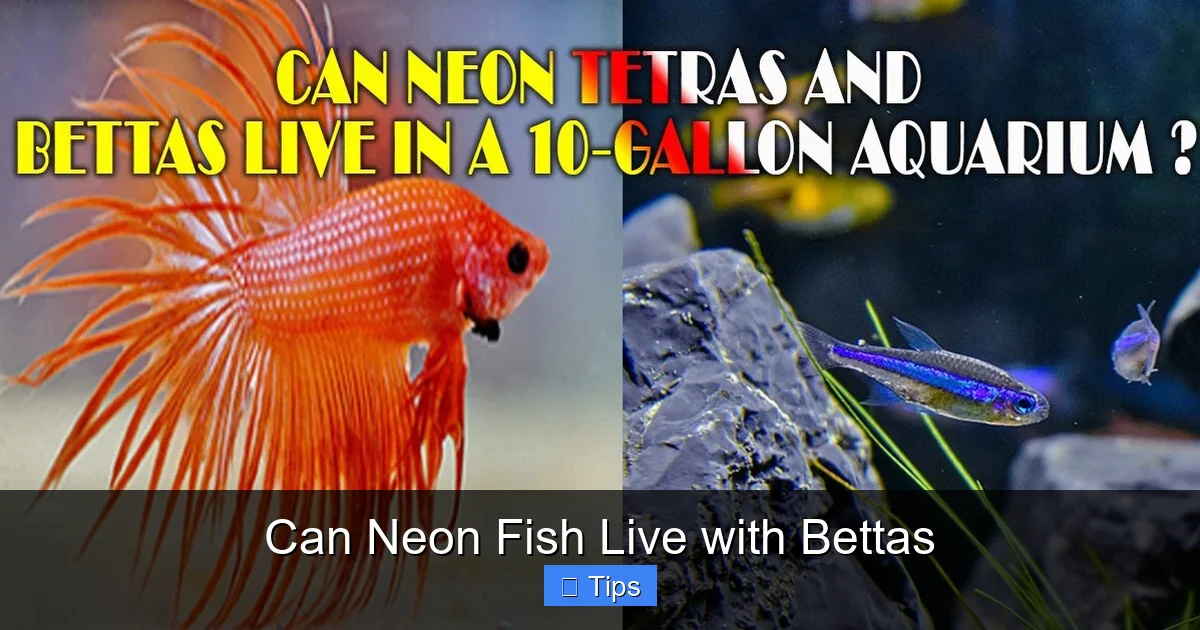 Can Neon Fish Live with Bettas