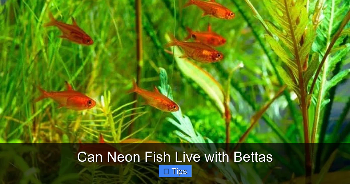 Can Neon Fish Live with Bettas