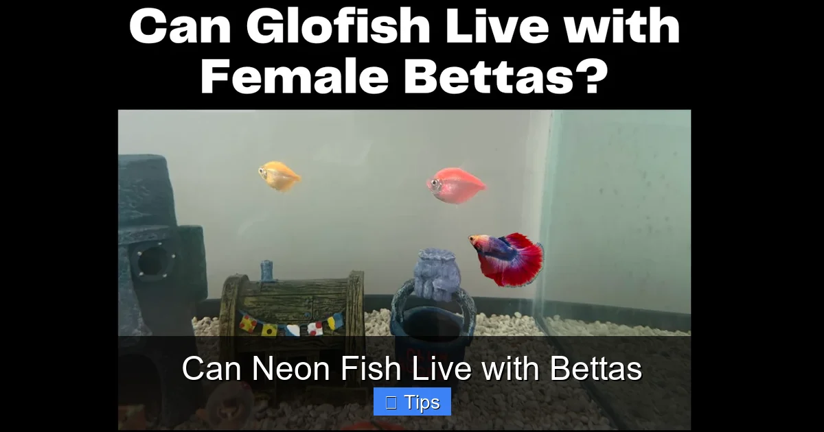 Can Neon Fish Live with Bettas