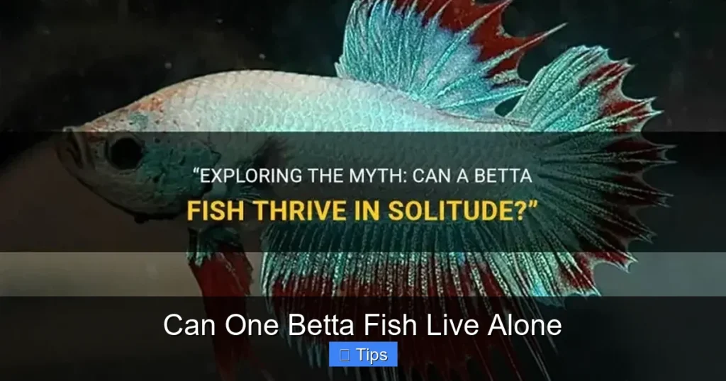 Can One Betta Fish Live Alone