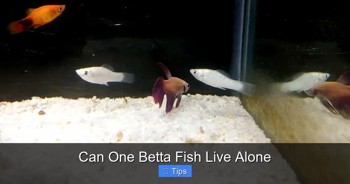 Can One Betta Fish Live Alone