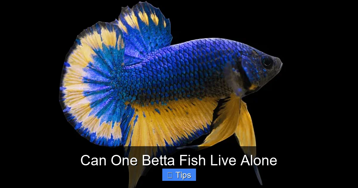 Can One Betta Fish Live Alone