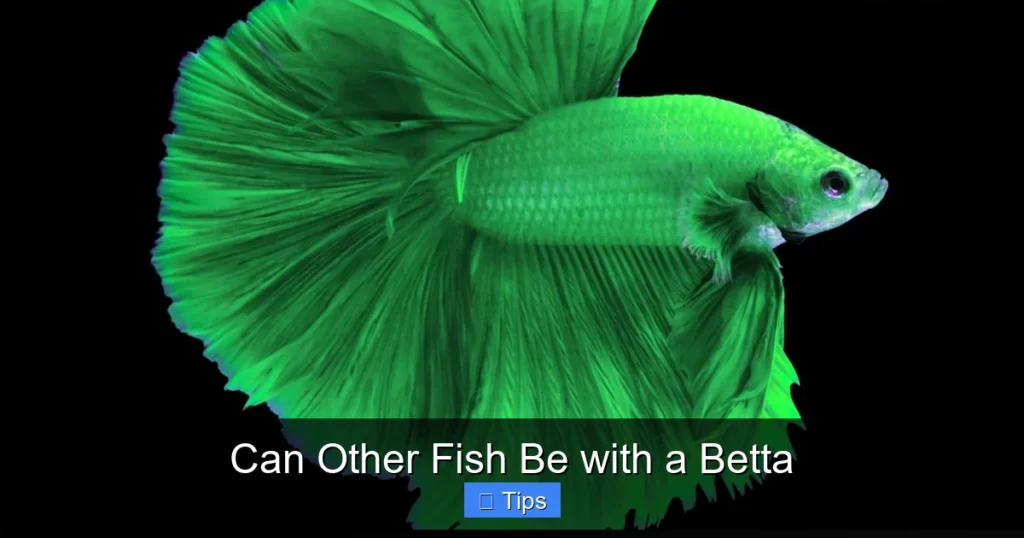 Can Other Fish Be with a Betta