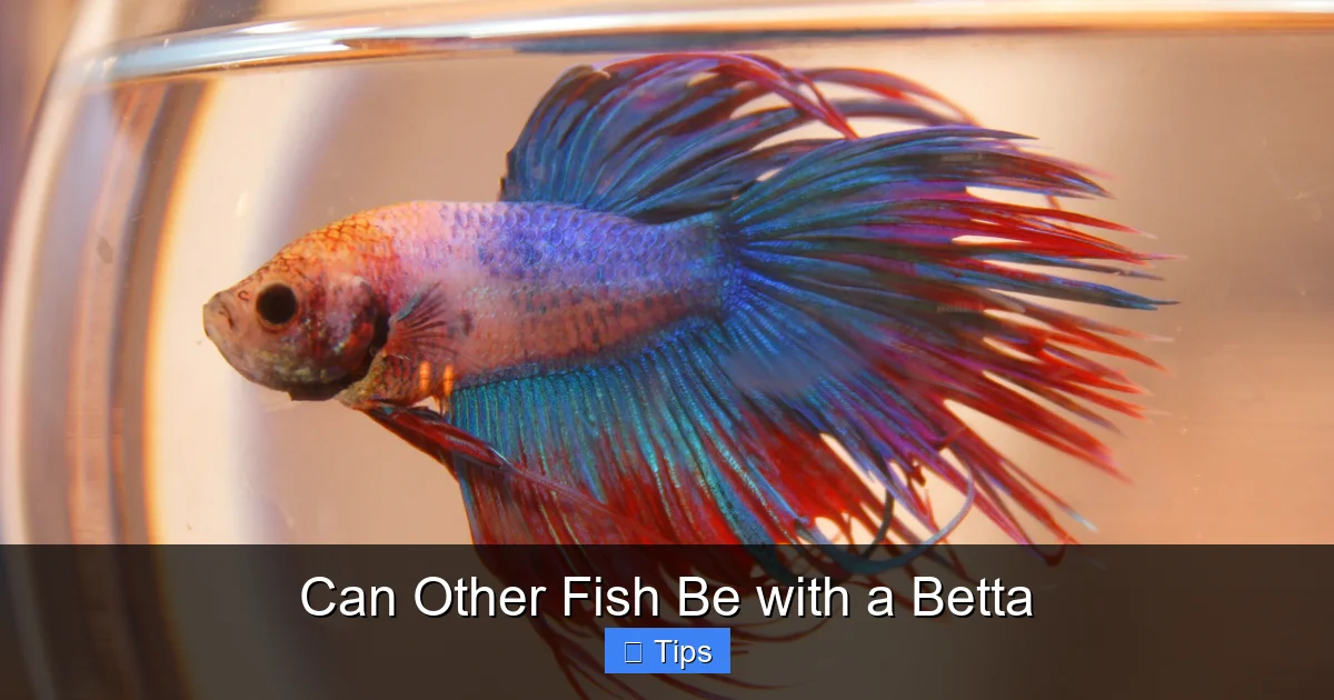 Can Other Fish Be with a Betta