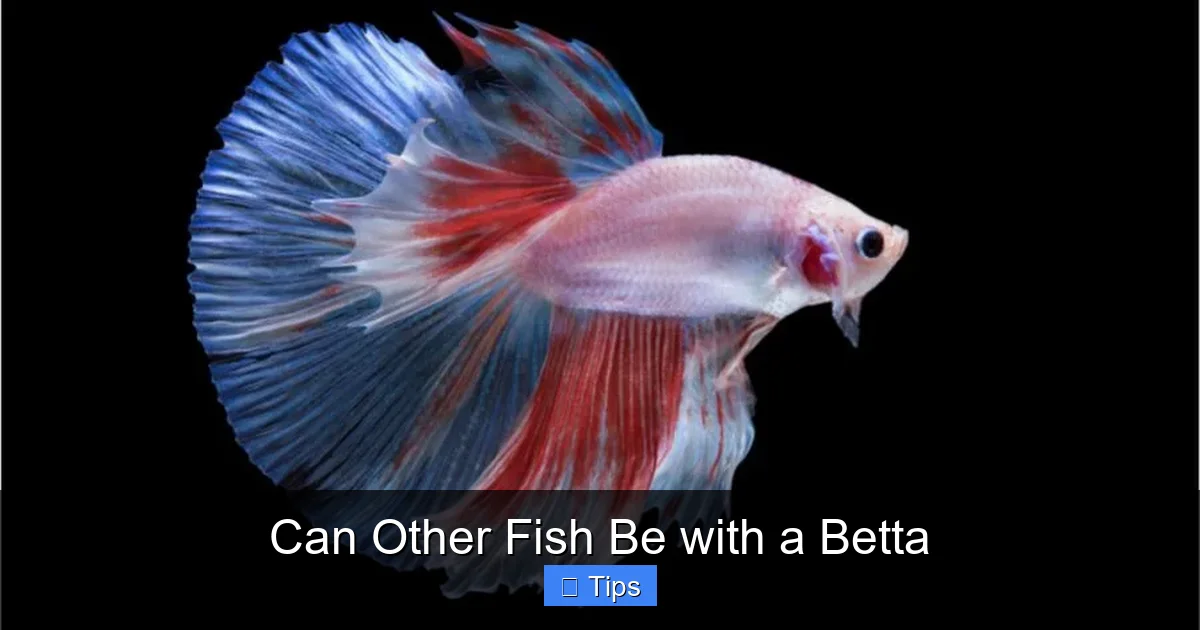 Can Other Fish Be with a Betta