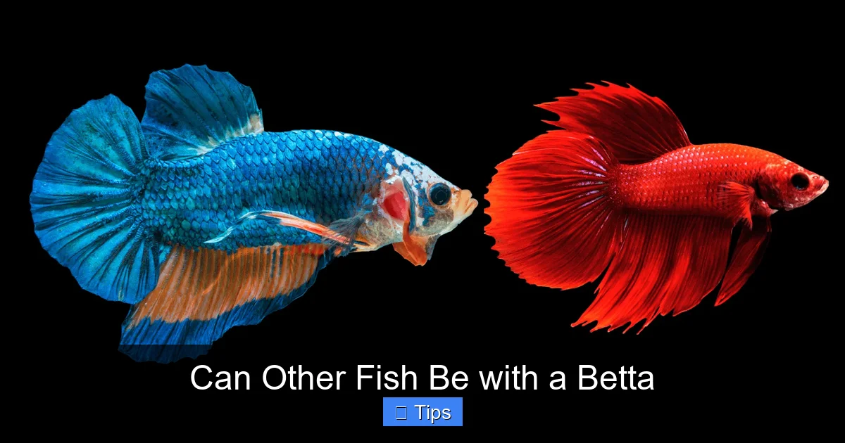 Can Other Fish Be with a Betta