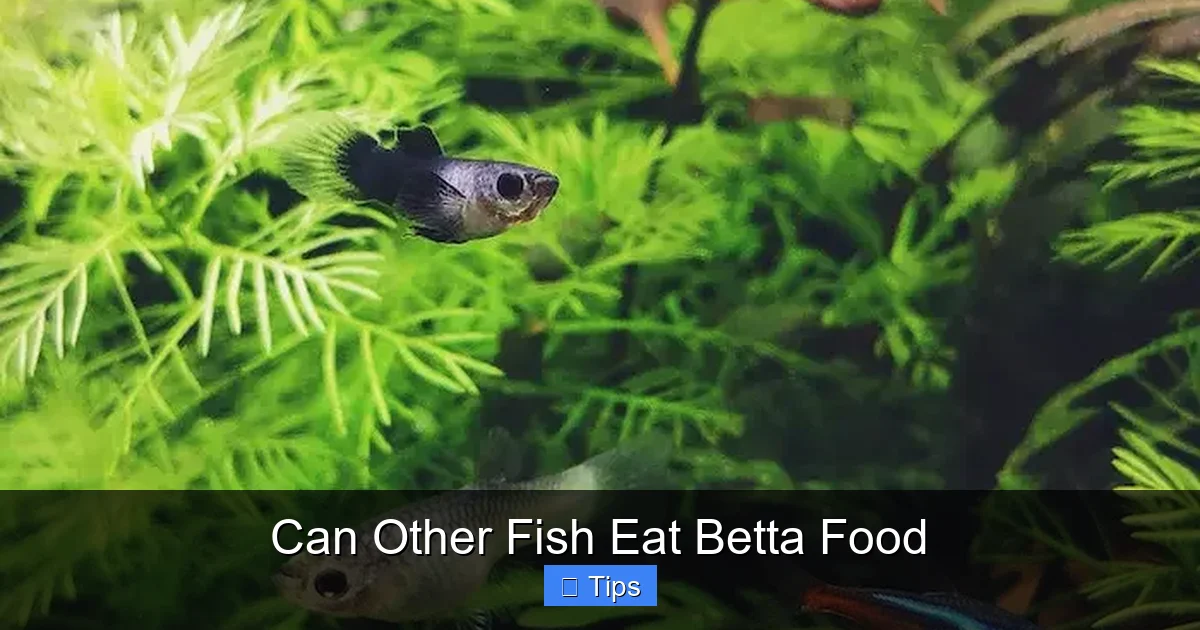 Can Other Fish Eat Betta Food