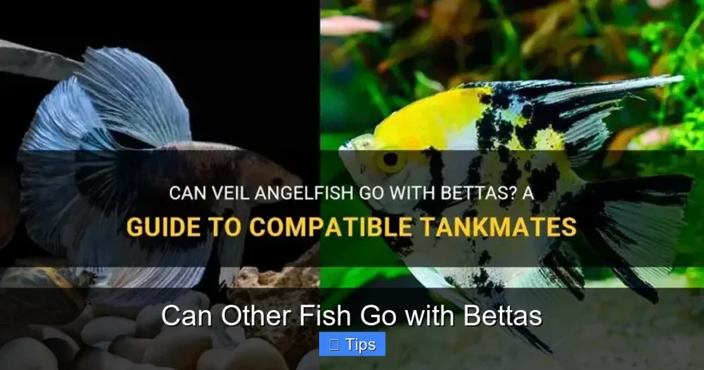 Can Other Fish Go with Bettas