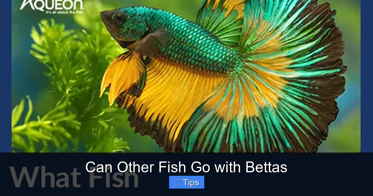 Can Other Fish Go with Bettas