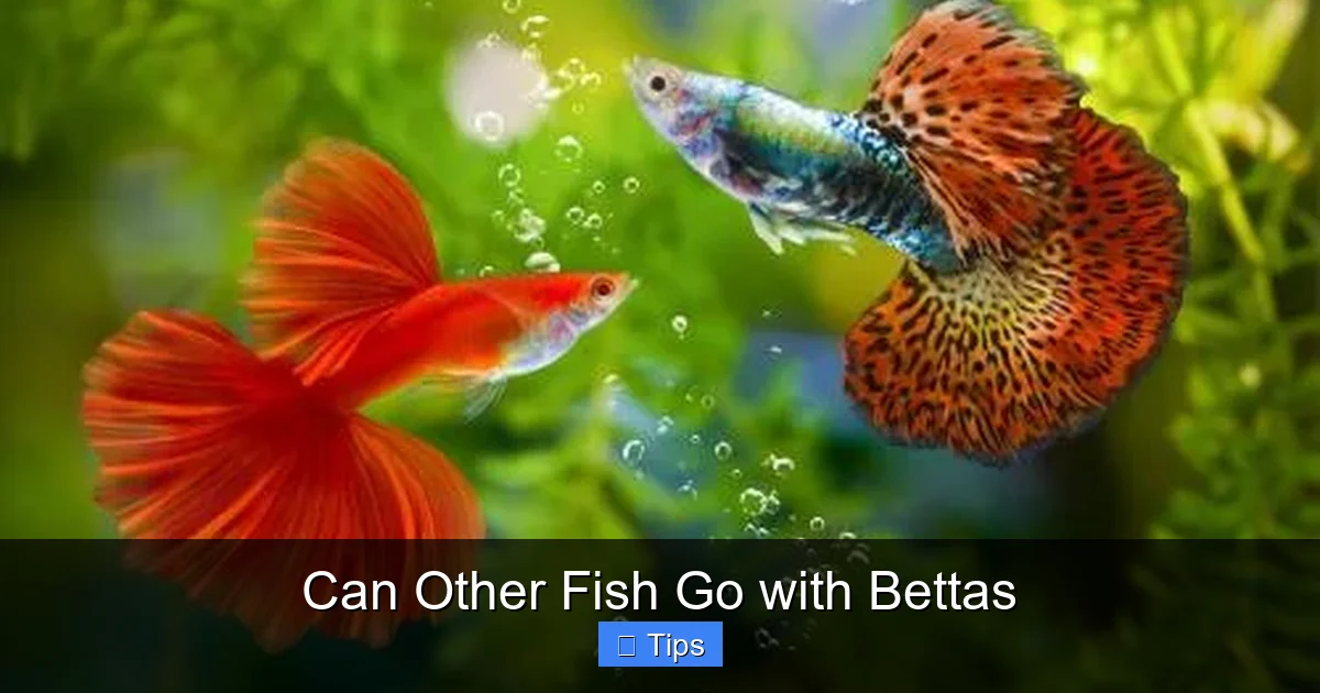 Can Other Fish Go with Bettas
